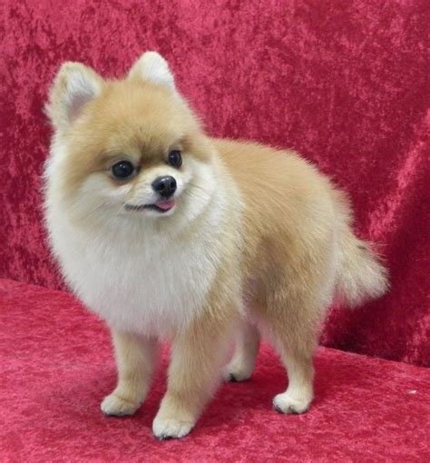 Pomeranian (first haircut) groomed by Caroline. | Pomeranian haircut, Pomeranian puppy, Dog lovers