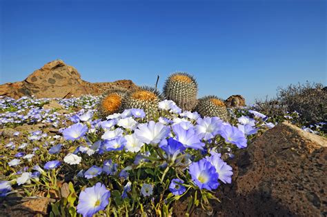 Desert Flowers Wallpapers - 4k, HD Desert Flowers Backgrounds on ...