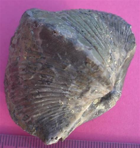 1000+ images about Fossils on Pinterest