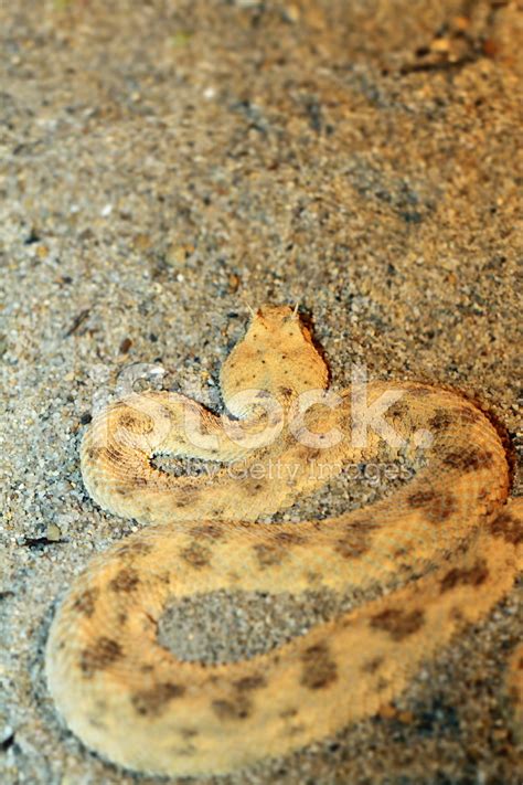 Desert Horned Viper Stock Photo | Royalty-Free | FreeImages