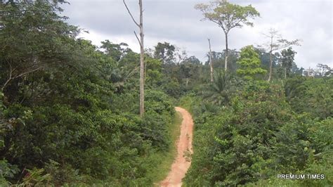 Deforestation: Nigeria has lost 96% of its forest - NCF