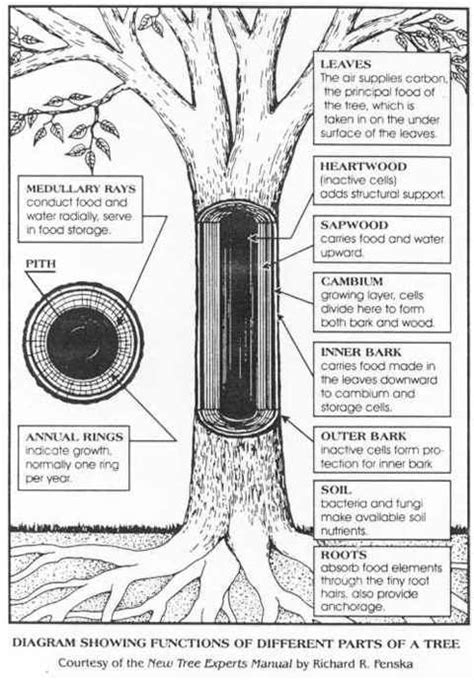 Pin on Plant cells