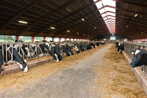 Modern Farm Cowshed with Cows Stock Image - Image of color, mammal ...