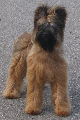 Briard Dog Info, Temperament, Care, Training, Puppies, Pictures