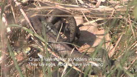 Grass snakes mating - YouTube