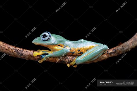 Javan gliding tree frog on branch — fauna, eco - Stock Photo | #141865916