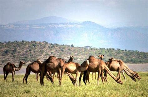 Somali Camels | Somali, Somalia, Landscape pictures