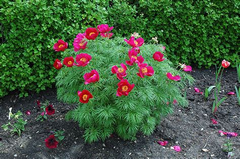 Fernleaf Peony (Paeonia tenuifolia) in Inver Grove Heights, Minnesota (MN) at Gertens