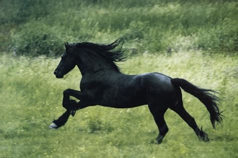 Black Horse Running Fine Art Print by Unknown at FulcrumGallery.com