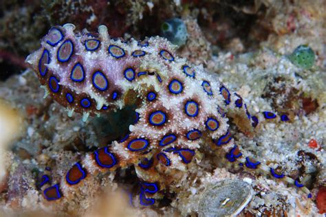 10 Interesting Octopus Facts Straight From an Octopus Himself