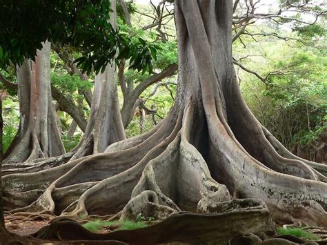 Moreton Bay Fig Tree - Member's Gallery - AMERICAN ROAD® FORUM—the ...