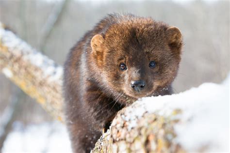 The Characteristics of Fisher Cats and Pine Martens - Krebs Creek