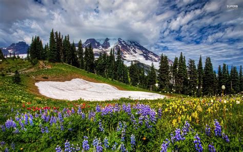 Wildflower Meadow wallpaper | 1920x1200 | #5438