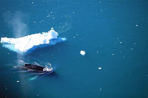 Animals of Greenland - whales, seals, polar bears - [Visit Greenland!]