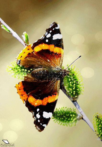 an orange and black butterfly sitting on top of a green plant