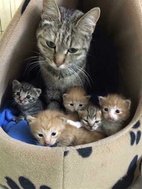 284 best images about Mama cat with her kittens on Pinterest | Cats, Mothers and Baby kitty