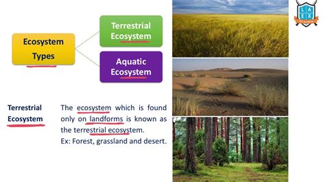 Terrestrial Ecosystem Diagram