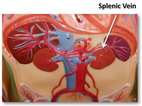 Splenic vein - The Anatomy of the Veins Visual Guide, page… | Flickr