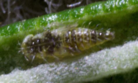 identification - What Pest is That on My Rosemary? - Gardening & Landscaping Stack Exchange