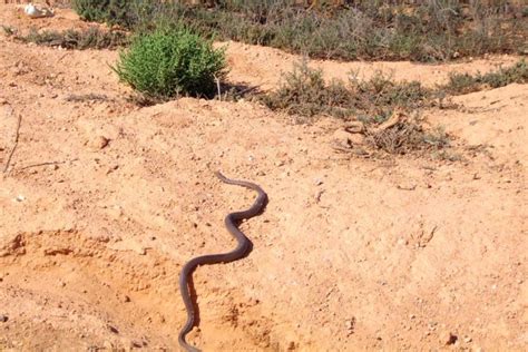 Camping on the Nullarbor: Animals to Watch Out for and How to Avoid Them - Nullarbor Roadhouse