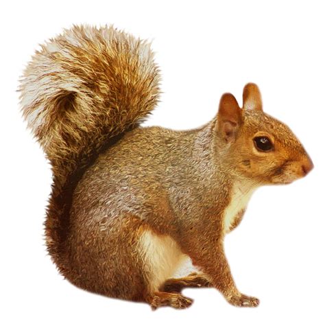 Free Squirrel Transparent, Download Free Squirrel Transparent png ...