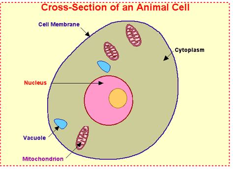 animal cell labeled.gif 572×417 pixels | Cell diagram, Animal cell, Science cells