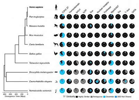 Scientists uncover a trove of genes that could hold key to how humans ...