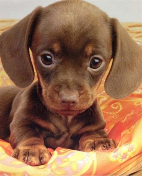 Cutest Tiny Brown Dachshund Puppy! | Cute Puppies & Beautiful Dogs! | Pinterest | Dachshund ...