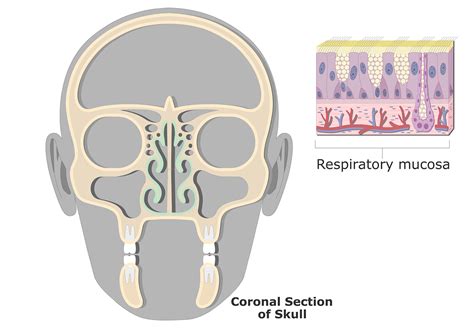 Respiratory Mucosa (Nasal Mucosa) | Gross & Microscopic Anatomy | GetBodySmart