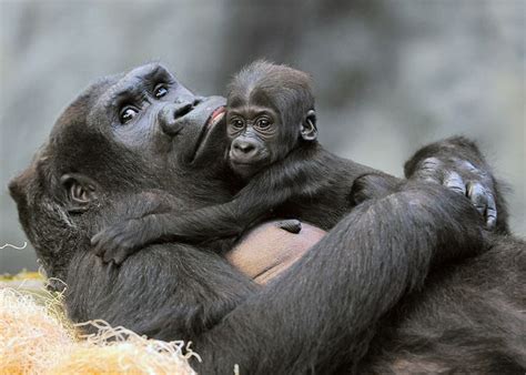 17 Best images about Gorilla Baby at Brookfield Zoo on Pinterest | The two, Infants and Zoos