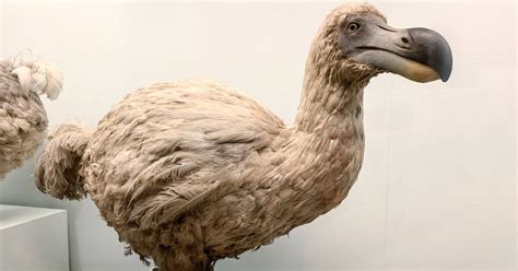 The Dodo (Endemic Bird of Mauritius)