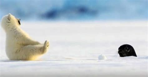 Polar Bear Cub Freaks Out By Baby Seal Who Just Met In The Cutest ...