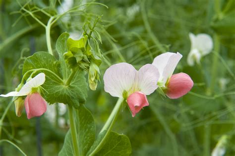 Field pea varieties for Western Australia | Agriculture and Food