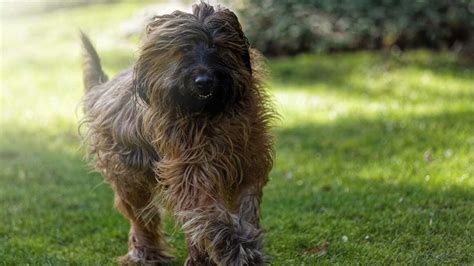 Briard: Temperament en Verzorging [Foto's] - HondjesGids