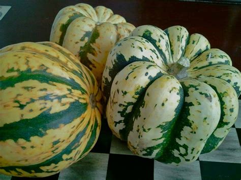 Sweet Dumpling Winter Squash (Cucurbita pepo)