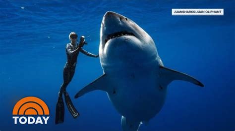 Largest Great White Shark In The World