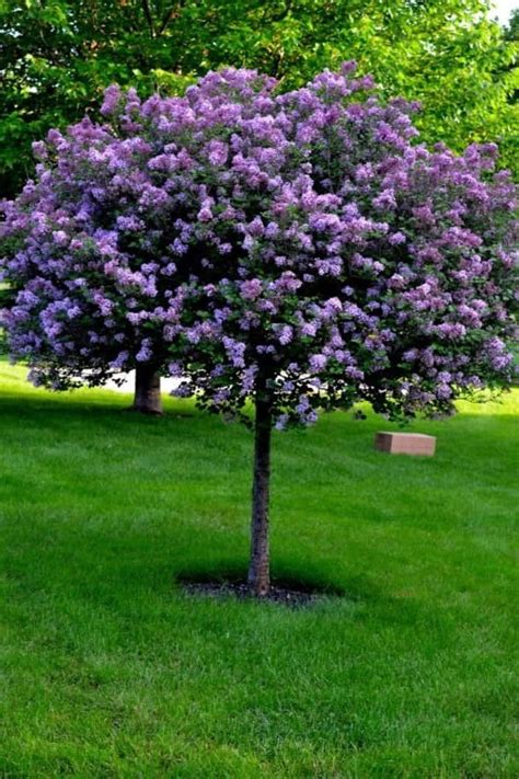 wearefound.com - wearefound Resources and Information. | Lilac tree ...