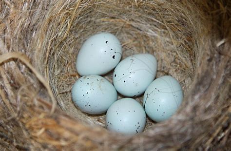 Wren Eggs :) | Flickr - Photo Sharing!