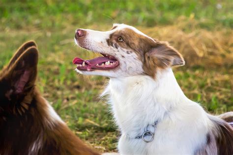 Sheep Herding Dogs Breeds