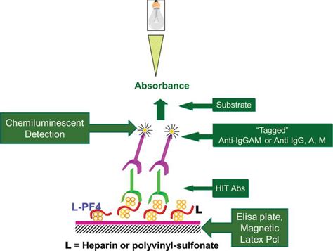 Update on Mechanisms, Pathogenicity, Heterogeneity of Presentation, and Laboratory Diagnosis of ...