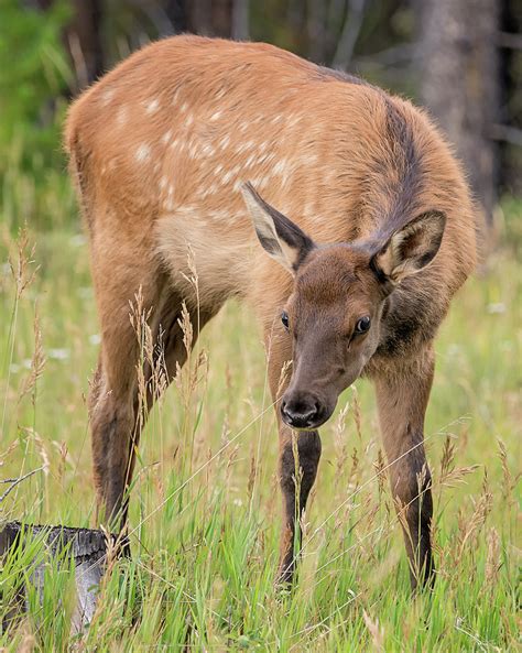 Baby Elk Photograph by Loree Johnson - Pixels