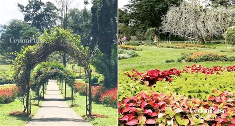 Nature's Paradise Awaits: The Royal Botanical Gardens of Peradeniya Should be on Your Bucket ...