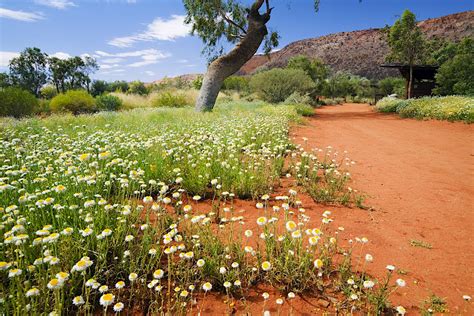 Alice Springs Desert Park | Alice Springs, Australia Attractions - Lonely Planet