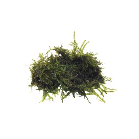 Fontinalis Antipyretica Live Aquatic Plant Moss - Serene Aquarium