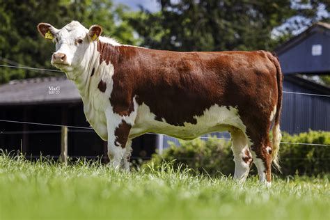 Breed record overhaul at Lewis Bicentenary Sale - Hereford Cattle Society