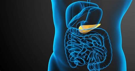 Gallbladder Function - What You Need To Know About Its Purpose