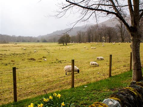 Sheep farm in Scotland stock image. Image of background - 56830733