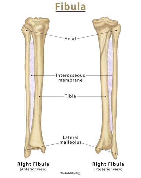 Fibula: Definition, Location, Anatomy, Functions, & Diagrams