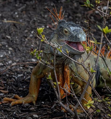 Male Green Iguana stock image. Image of green, animal, jungles - 378621