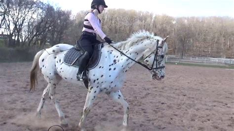 Basic Dressage Movements: 20M circles, Diagonals, Serpentines, and More - YouTube